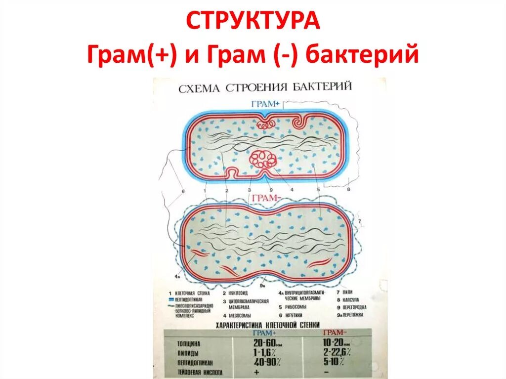 Грамм плюс грамм минус. Строение грам и грам бактерий. Схема грам+ и грам- бактерий. Грам- бактерии строение. Грам отриц бактерии строение.