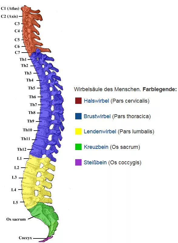 Сегмент l1 s1. Th12 l2 позвонки. Th2 th5 позвонка. Th6 th8 позвонка. Th1-th12 сегментов позвоночника.