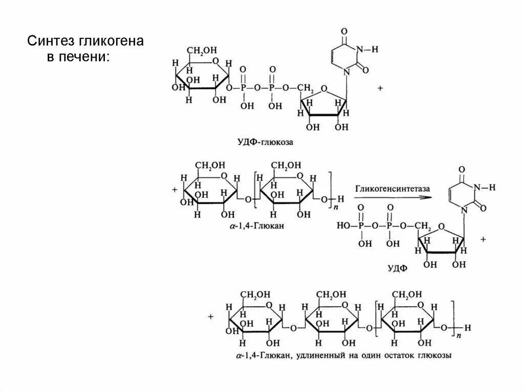 Синтез гликогена реакции. "Гликогеногенез — Биосинтез гликогена". Синтез гликогена в печени схема. Синтез гликогена биохимия реакции.
