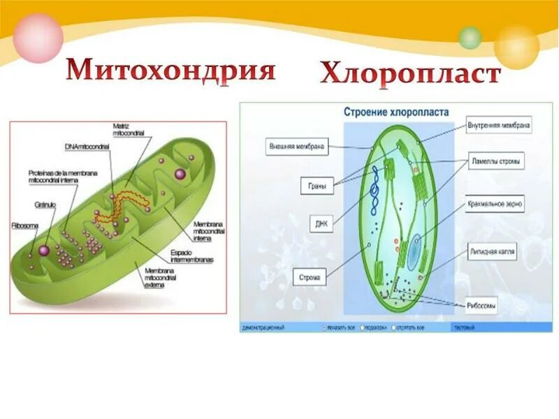 Митохондрии атф хлоропласты. Строение митохондрий и хлоропластов с рисунками. Строение митохондрии и хлоропласта. Строение митохондрий и пластид. Митохондрии пластиды ядро строение.