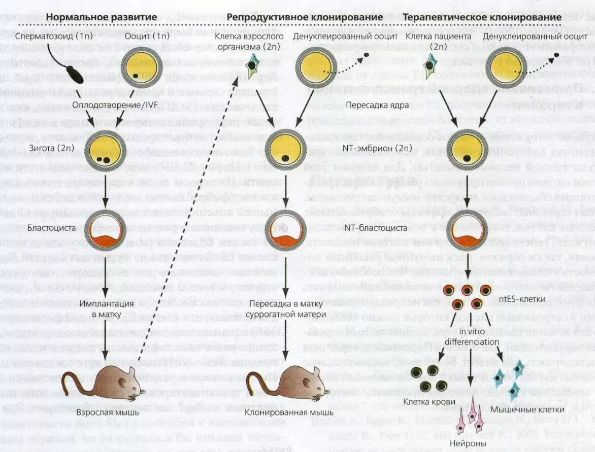 Типы клонирования. Этапы клонирования. Этапы терапевтического клонирования схема. Типы клонирования. Виды клонирования человека.