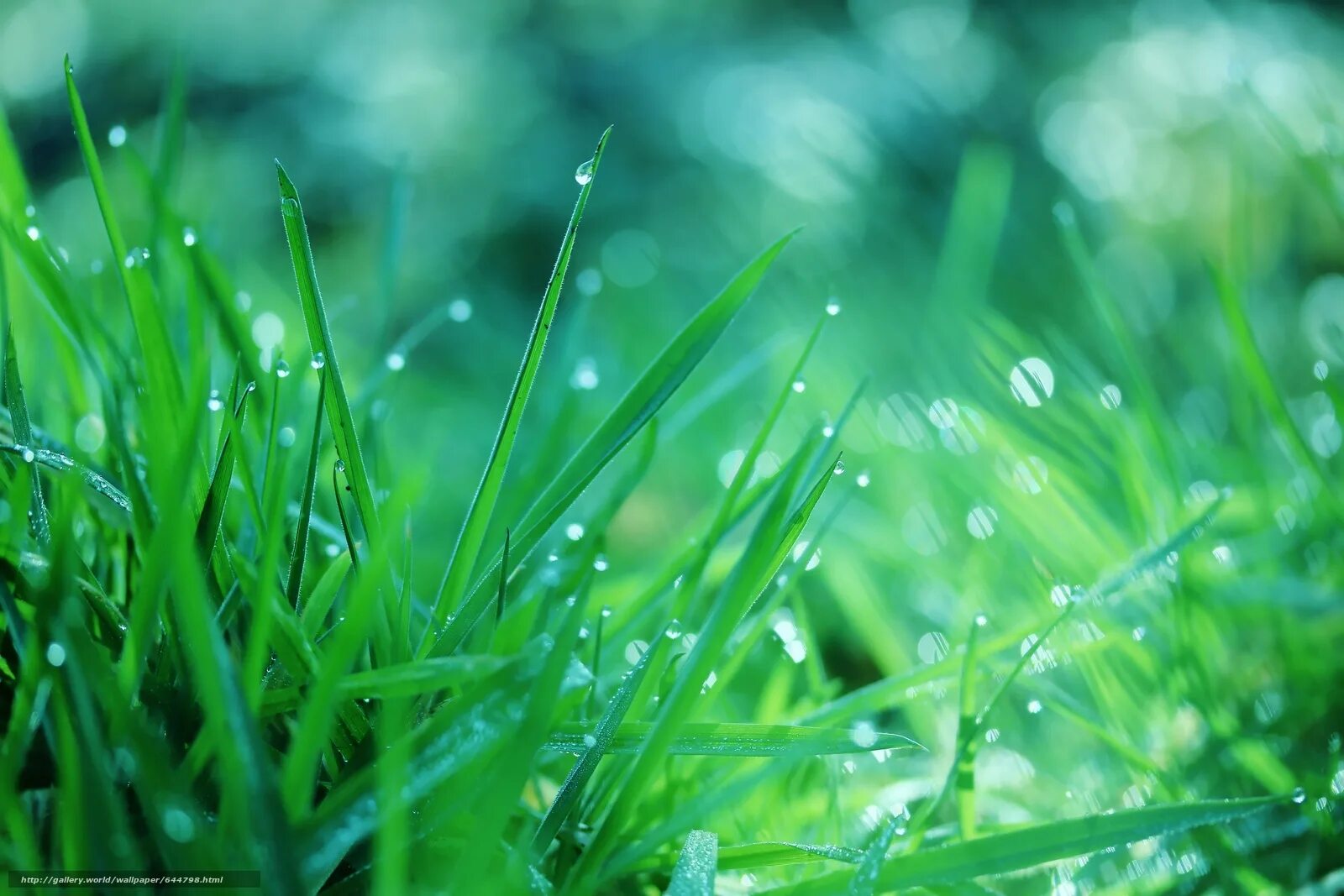 Роса на траве тире. Сочная трава с росой. Зеленая трава с росой. Влажная зелень. Трава без росы.