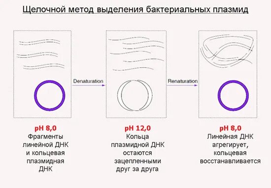 Очистка плазмид. Методы выделения плазмидной ДНК. Выделение плазмидной ДНК из бактериальных клеток. Выделение плазмидной ДНК щелочным методом. Щелочной метод выделения ДНК.