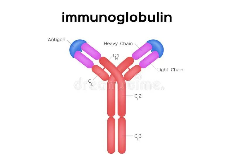 КИП иммуноглобулин. Antibody structure. Сигардис иммуноглобулин. Легкие цепи иммуноглобулинов.