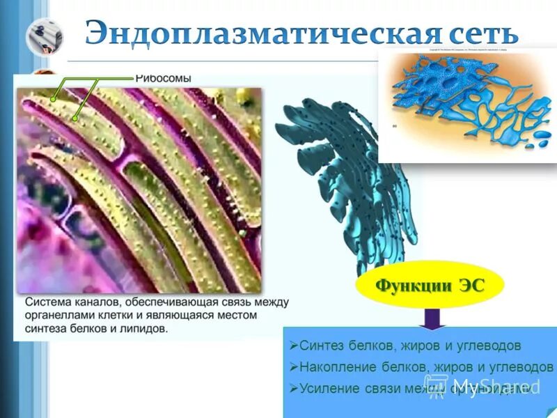 протеолитическая распад белка. механизм развития фенилкетонурии. синтезированные белки накапливаются. функции аппарата гольджи синтез белков. синтезированные белки накапливаются.