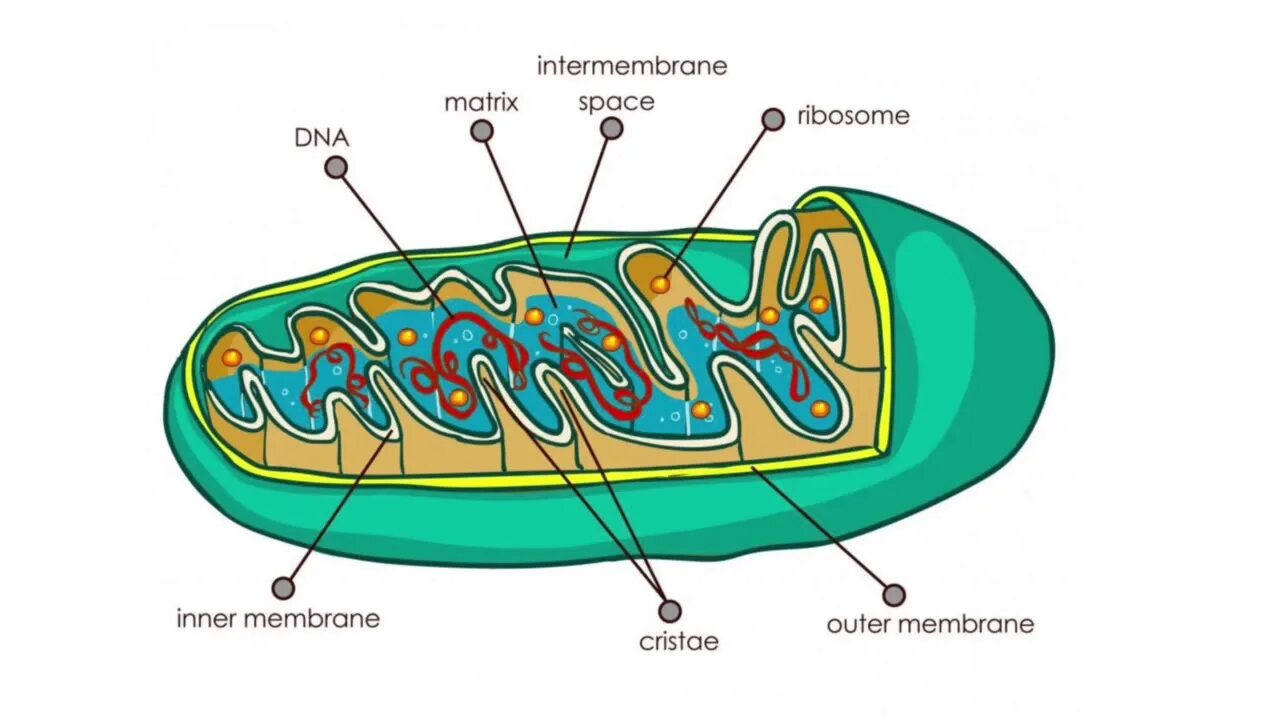 Митохондрии у бактерий. Митохондрии рисунок. Mitochondria is the Powerhouse of the Cell. Митохондрия логотип. Синтез белка в бактериальной клетке