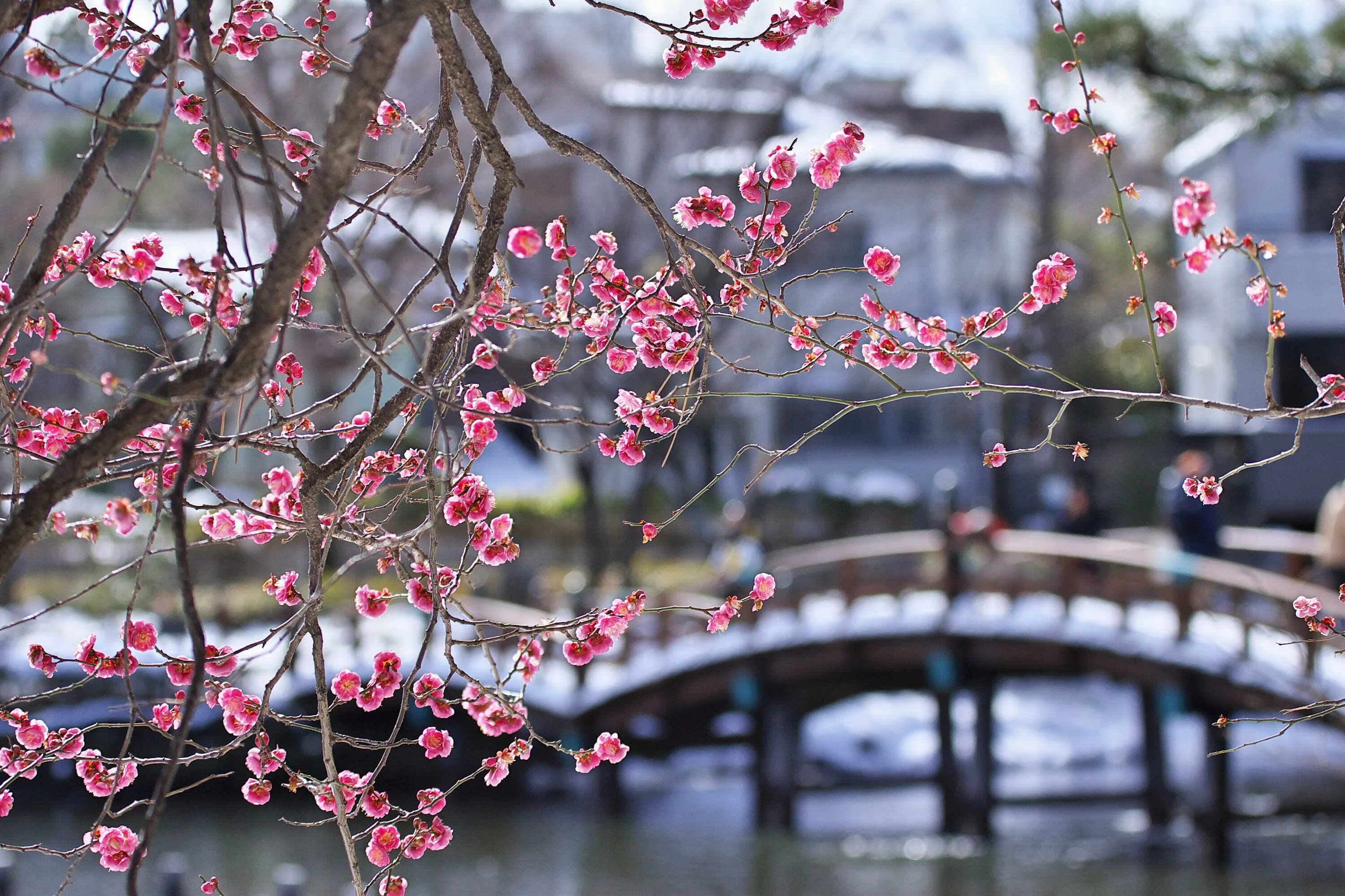 Plum blossom. Цветущая слива Умэ Япония. Японская слива Умэ. Цветы Умэ японская слива. Цветы Умэ японская слива зимой.