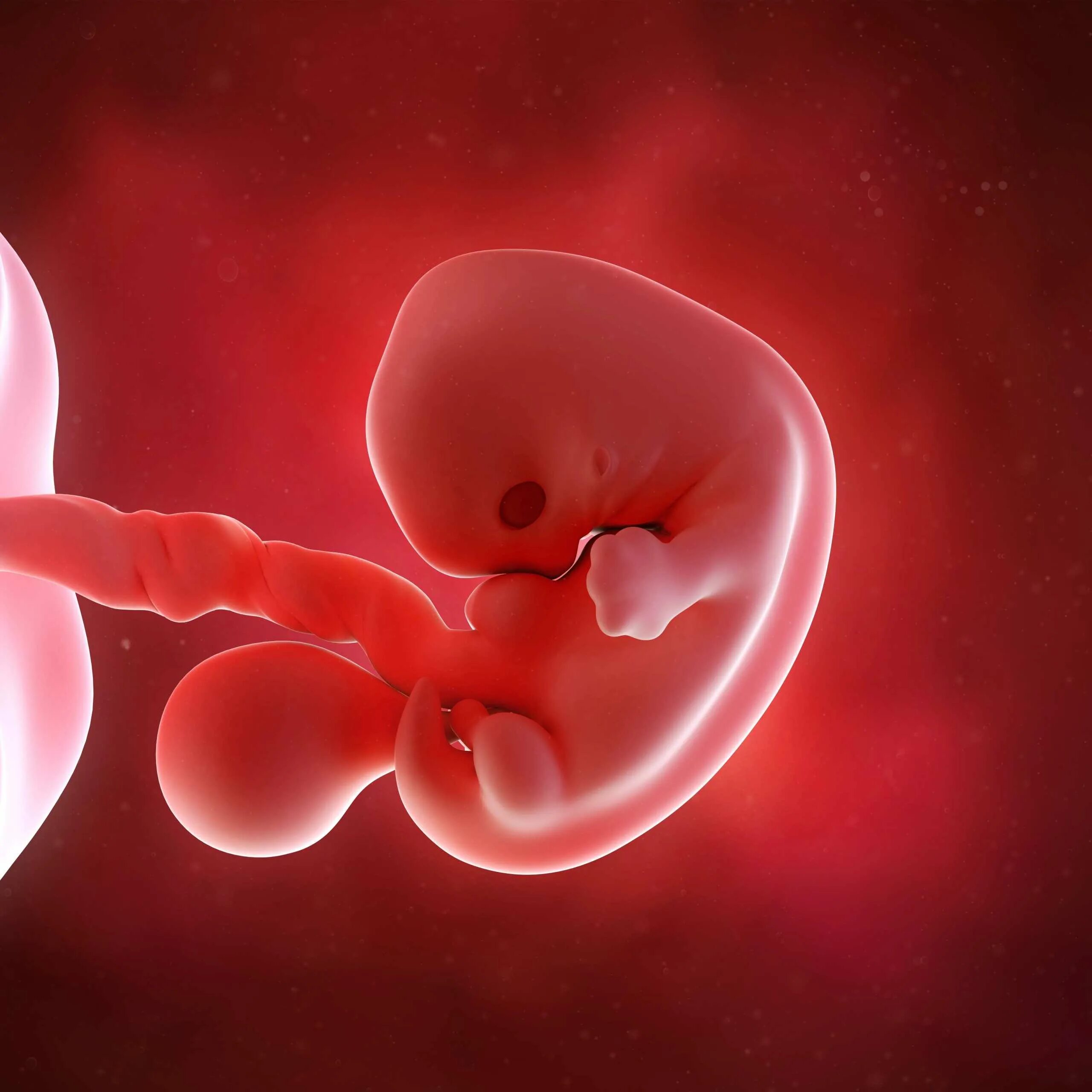 Эмбрион на 7 неделе беременности. Как выглядит эмбрион в 7 недель беременности. Плод эмбриона на 7 неделе беременности. Беременность 7 недель выглядит эмбрион. 6 недель от зачатия