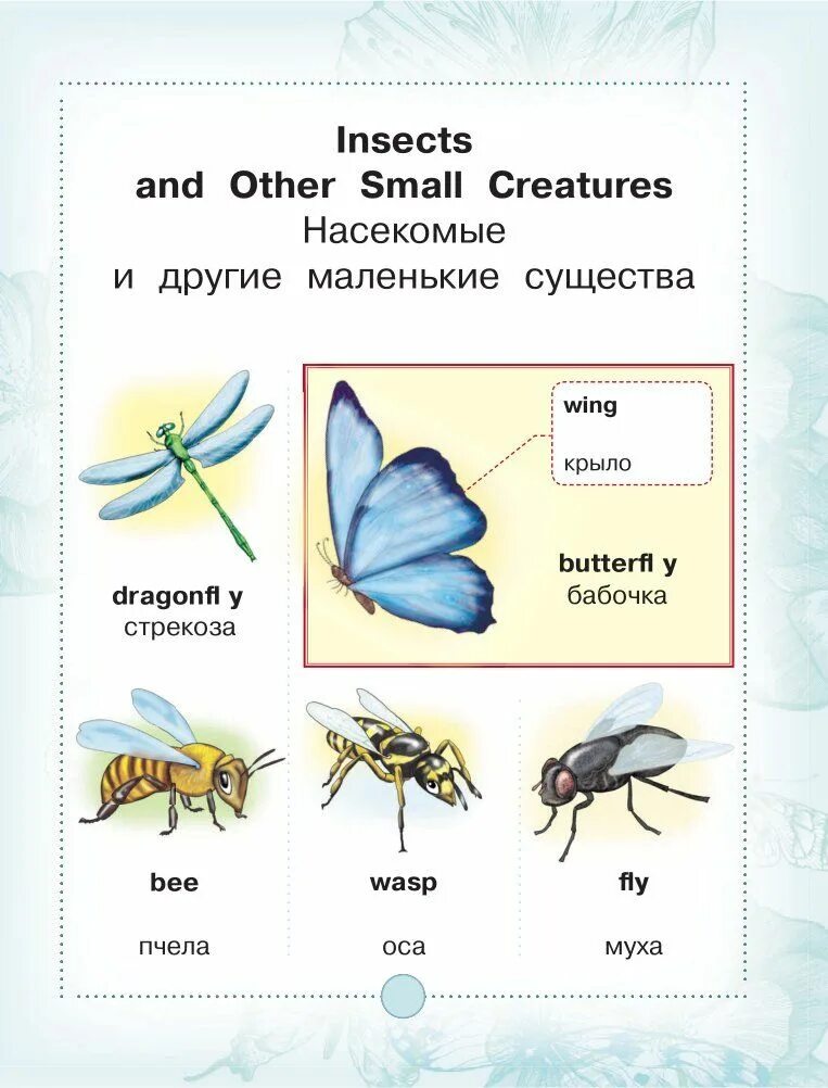 Насекомые на английском для дошкольников. Насекомые английский для малышей. Насекомые английский язык карточки. Тема насекомые английский.