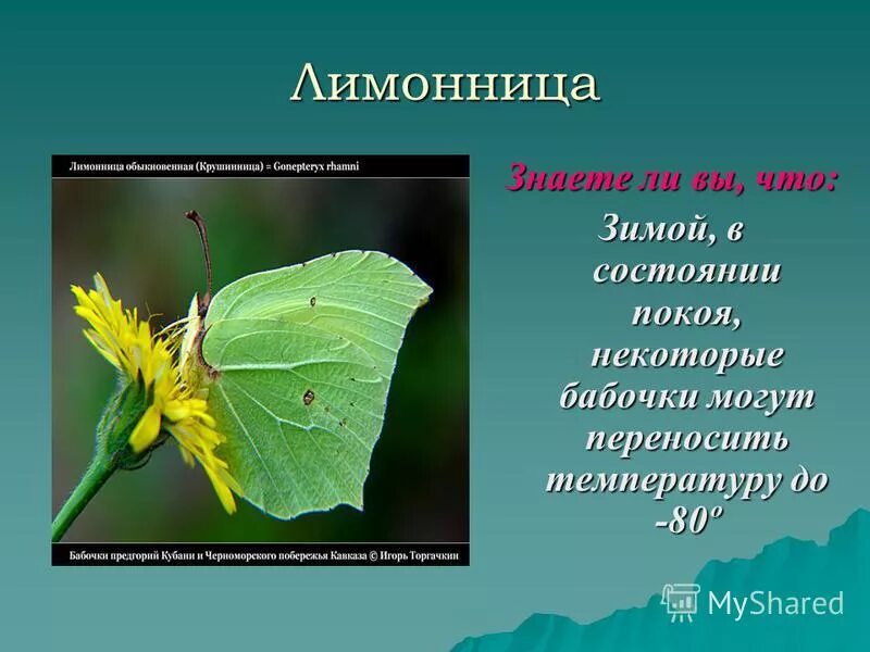 Мотыльков перенос