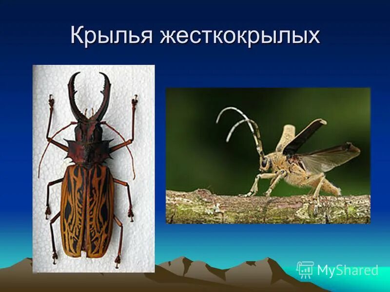 Крылья жесткокрылых. Жук носорог надкрылья. Строение крыла отряда жесткокрылых. Жук с расправленными крыльями. Крылья жуков строение.