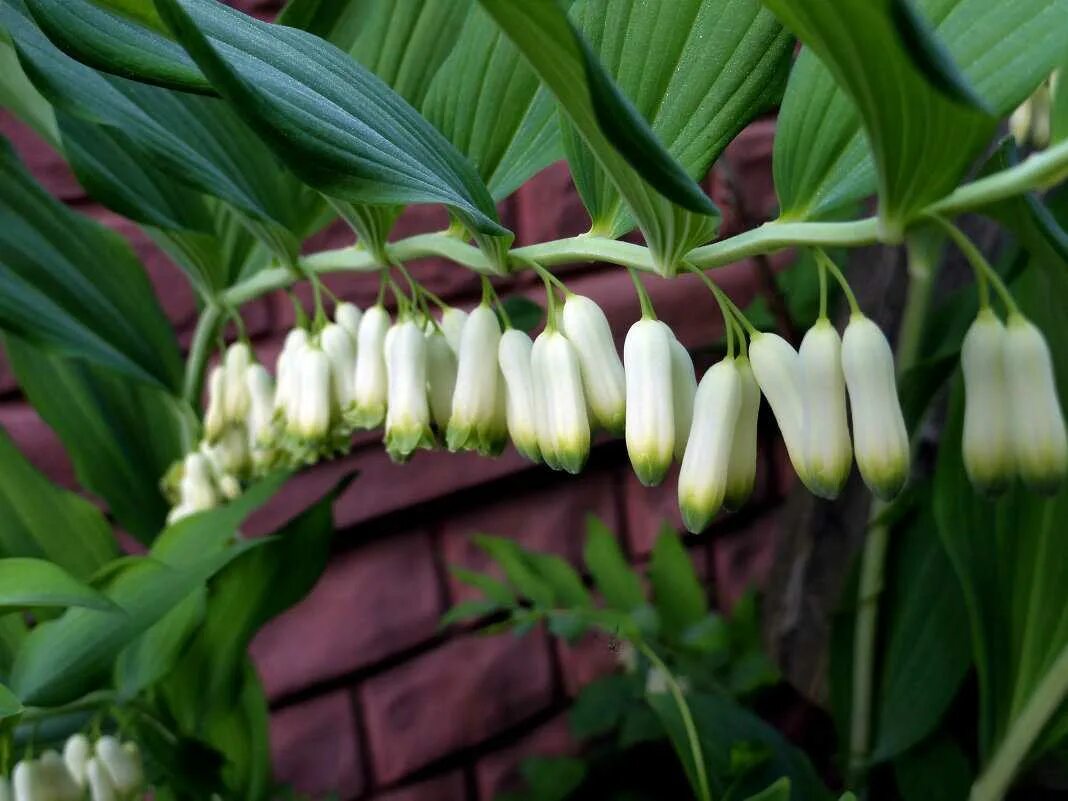 Купена. Купена multiflorum (многоцветковая). Купена лесная. Купена. Цветок купена многоцветковая.