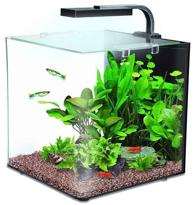 Aquael plant. Nano Aquarium Lamp. Нано аквариум ивугами. Нанокуб аквариум. Аквариумные растения для нано аквариума.