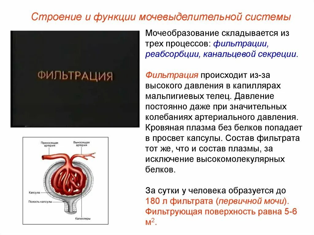 Строение органов мочеобразования и мочевыделения. Строение и функции мочевыделительной системы. Фильтрация мочевыделительной системы. Строение и функции моче. Выделение строение и функции мочевыделительной системы презентация