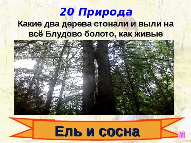 Блудово болото содержит огромные запасы горючего ответы. Ель и сосна на Блудовом болоте. Иллюстрация ель и сосна на Блудовом болоте. Какие два дерева стонали и выли на всё Блудово болото. Нарисовать иллюстрацию ель и сосна на Блудовом болоте.