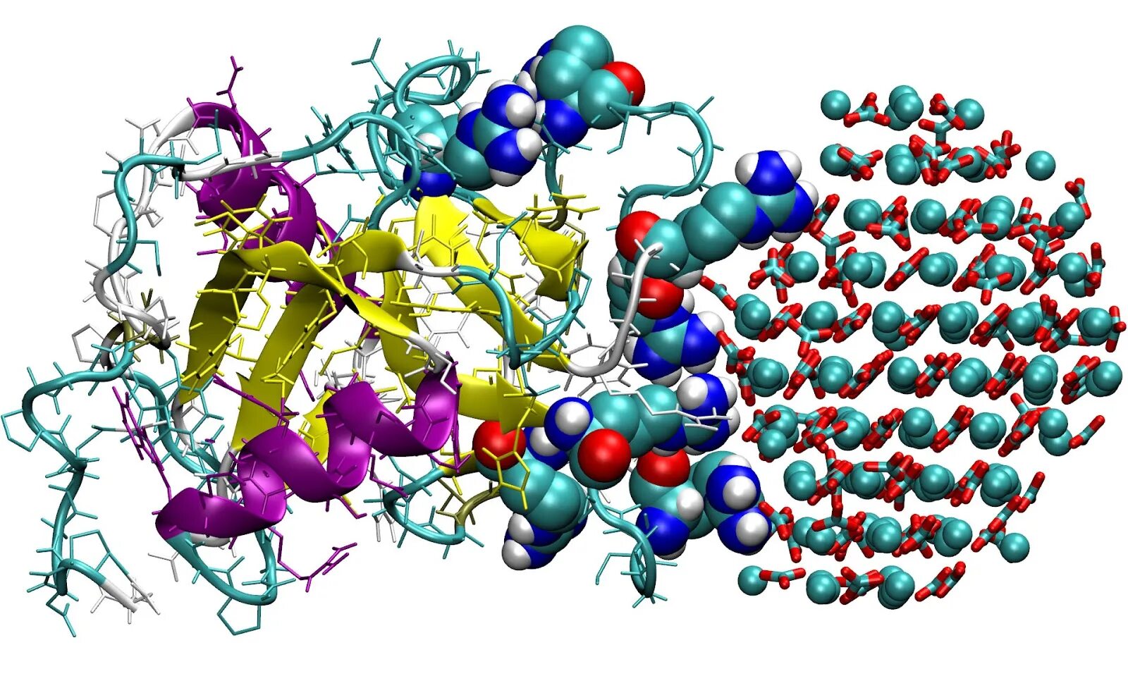Белки 11 класс биология. Модель "молекула белка" глобулин и гем. Белки химия. Компьютерное моделирование в химии. Компьютерное моделирование белков.