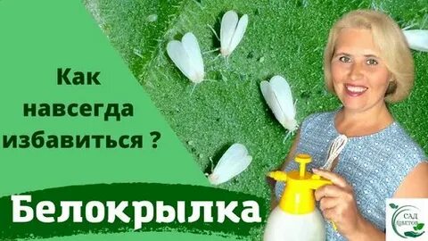 Чем помыть теплицу от белокрылки осенью