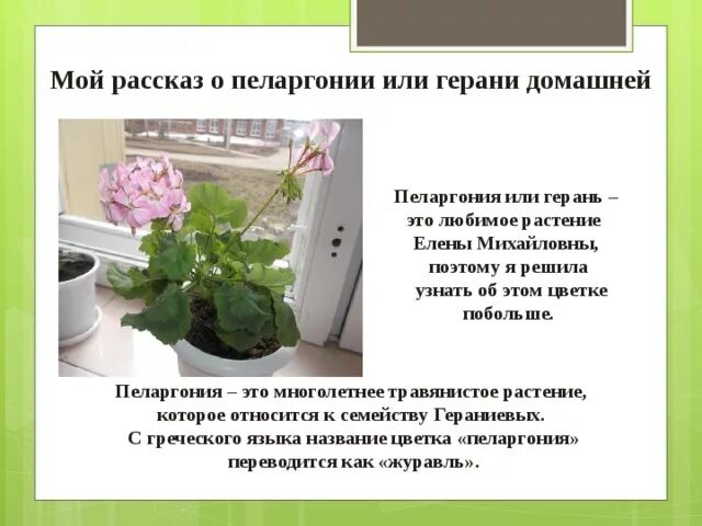 Пеларгония на улице при какой температуре. Стих про герань. Пеларгония презентация. Стихотворение про герань на окне. Стихи про герань короткие.