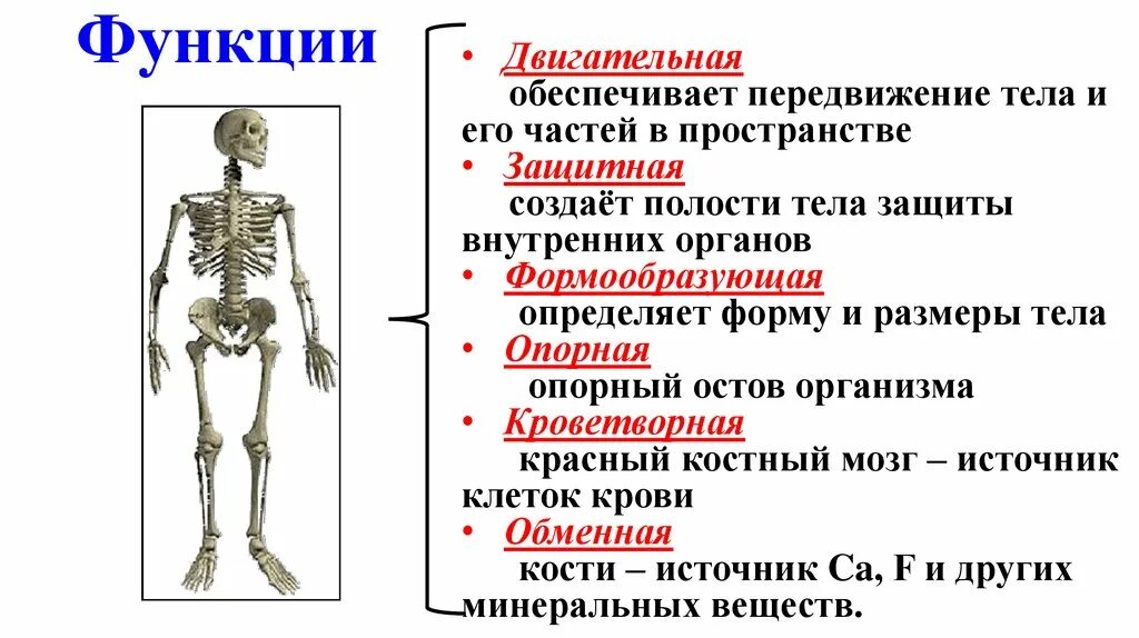 Основным признаком изменений костей является. Передвижение тела в пространстве обеспечивает. Организм человека и его здоровье. Организм человека и его здоровье презентация. Выполняет опорную, двигательную и защитную функции.