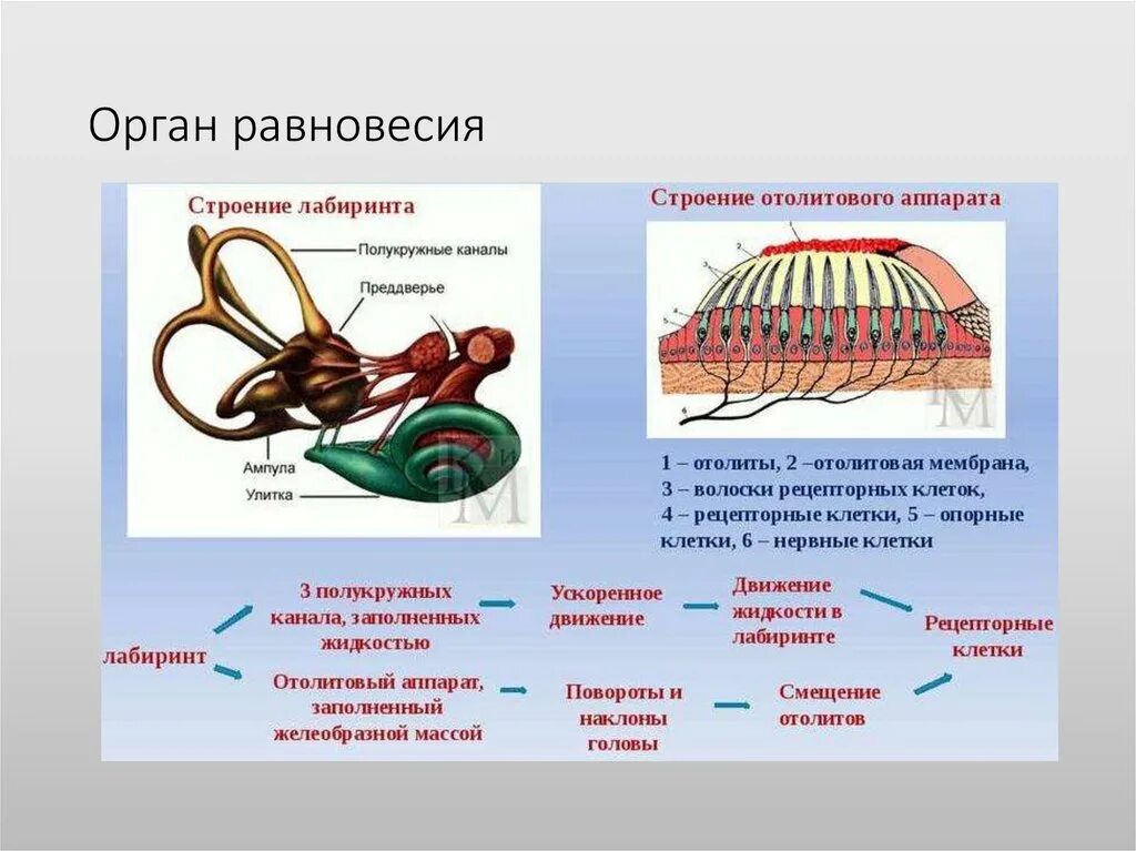 Орган равновесия вестибулярный аппарат. Естественные стимулы для отолитового аппарата и полукружных каналов.. Отолитовый аппарат и полукружные каналы. Строение органа равновесия. Орган равновесия строение и функции.