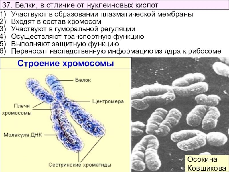 Нуклеиновая кислота входящая в состав хромосом