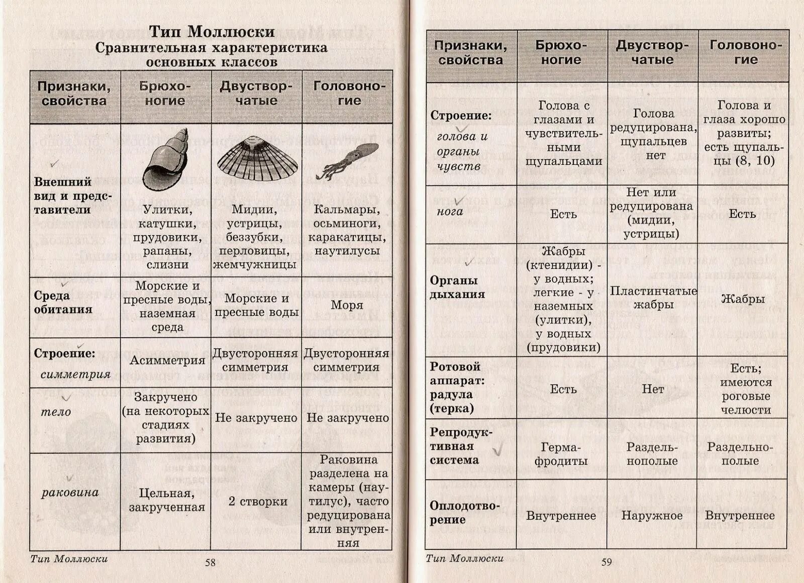 Общая характеристика типа моллюски 7 класс биология таблица. Тип моллюски сравнительная характеристика классов таблица. Общая характеристика моллюсков 7 класс биология таблица. Таблица по биологии 7 класс Тип моллюски общая характеристика. К какой группе организмов относится устрица