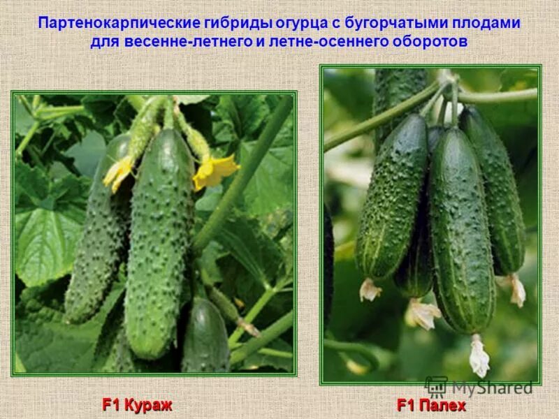 Огурцы партенокарпические сорта для открытого грунта. Сорт огурцов бугорчатые. что такое партенокарпический гибрид огурцов. огурцы партенокарпические сорта. партенокарпический сорт огурцов что это.