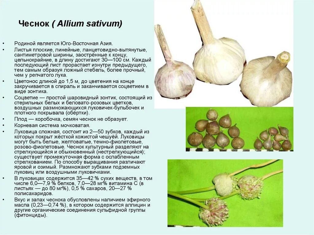 Чеснок Allium sativum. Семейство луковые размножение. Строение луковицы чеснока. Размножение чеснока луковицами.