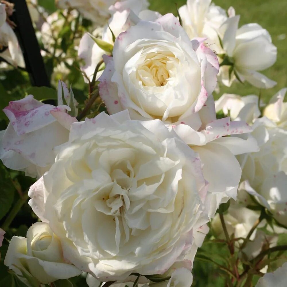 аляска плетистая