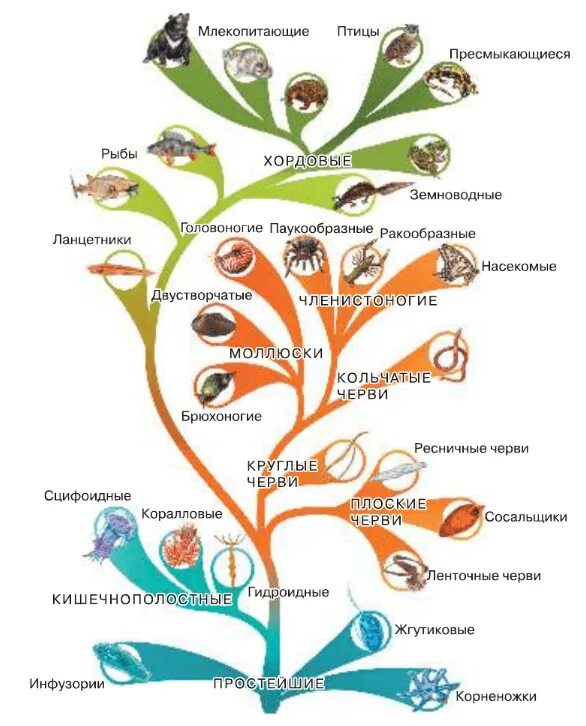Как располагаются группы животных на родословном. Эволюционное Древо животных. Биологическое Древо животных.