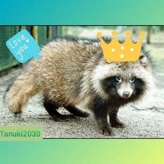 Тануки енот