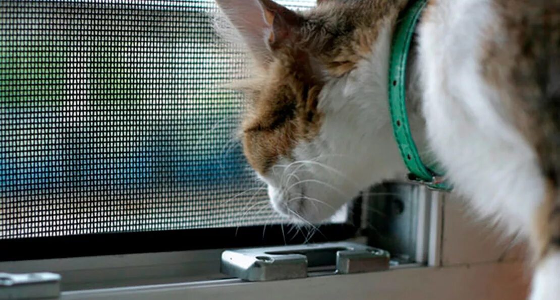 Pet screen антикошка. Сетки на окна антикошка москва. Москитные сетки антикошка. Решетка антикошка. Петскрин антикошка.