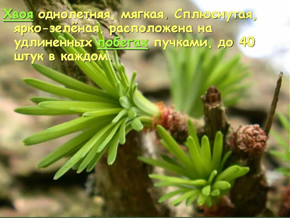 Какой тип питания характерен для лиственницы курильской