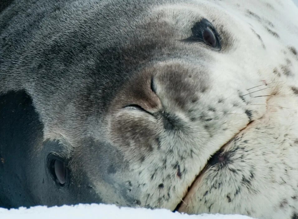 Какая более мощная структура кожи у тюленей. Кожа тюленя. Морской котик кожа. Морской леопард. Шерсть тюленя.