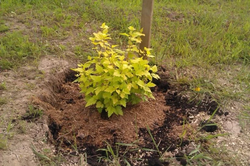 пузыреплодник красный куст. пузыреплодник калинолистный диабло. пузыреплодник лютеус живая изгородь. пузыреплодник калинолистный живая изгородь. пузыреплодник калинолистный андре.