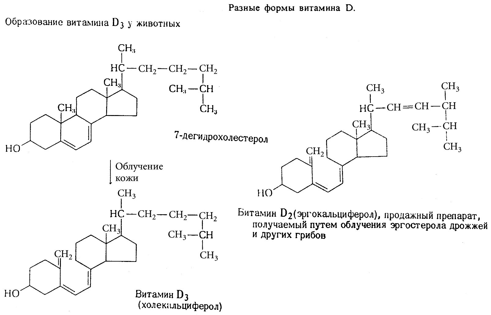 Витамин д3 формула биохимия. Синтез витамина д3 биохимия. Синтез витамина д2 биохимия. Витамин д формула биохимия. Синтез витаминов в коже