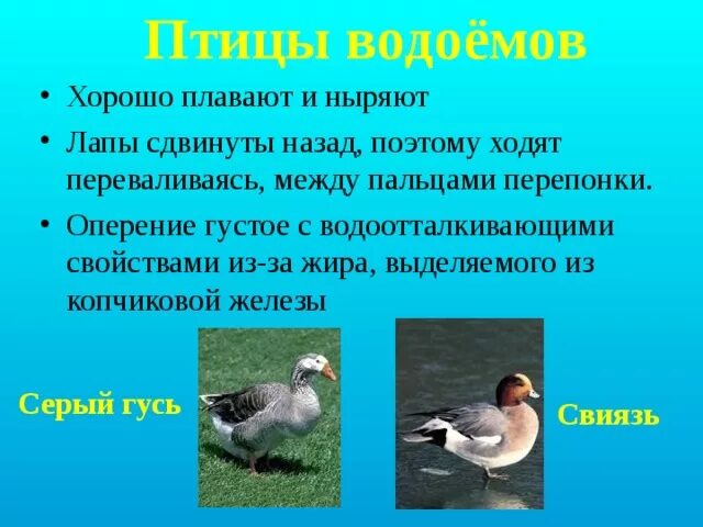 Особенности водоплавающих птиц. Птицы водоемов. Презентация на тему птицы водоемов. Пресные птицы.