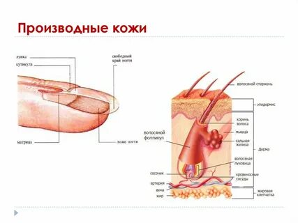 К придаткам кожи