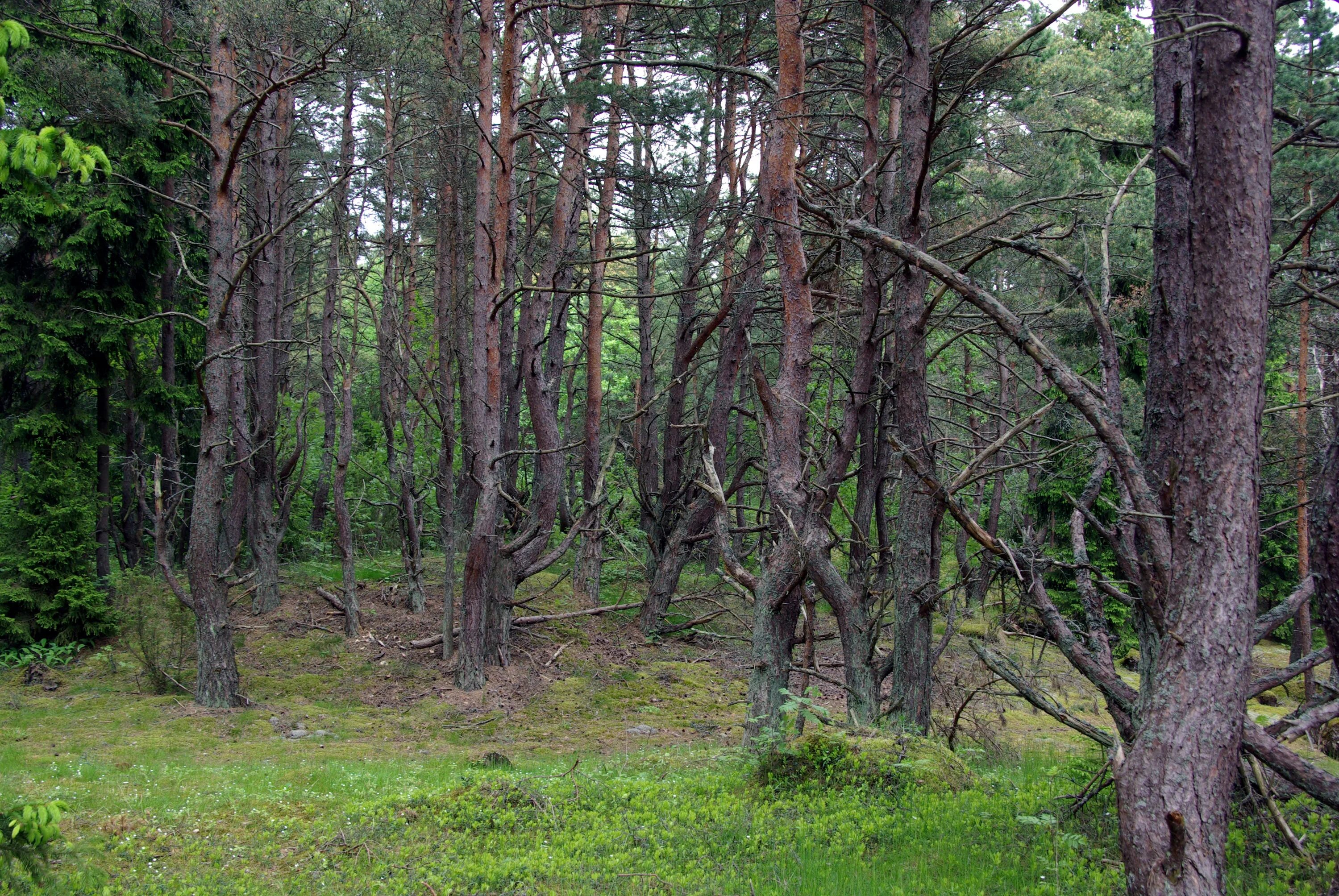 Кабернеэме Эстония леса. Окружение Лесной растительности. Ключищи лес с деревьями. Смены пород леса.