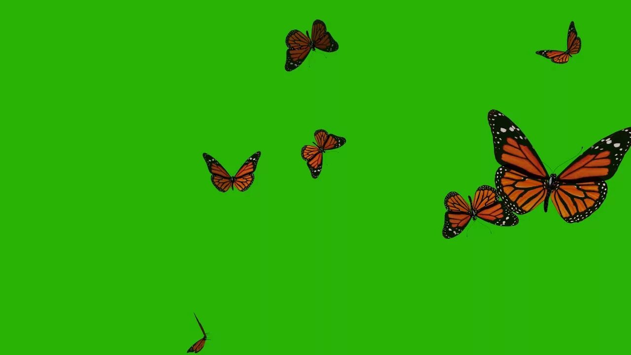 Видео бабочки летают. Бабочка на зеленом фоне. Салатовый фон с бабочками. Бабочки летают. Бабочка на зелёном фине.