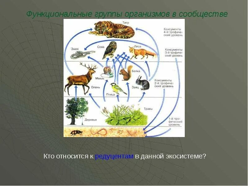 Какие организмы относят к консументам. Функциональные группы экосистемы. Функциональные группы организмов в экосистеме. Редуценты в экосистеме. Редуценты пустынь.