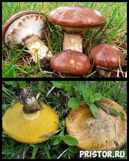 Как отличить масленок от ложного масленка фото