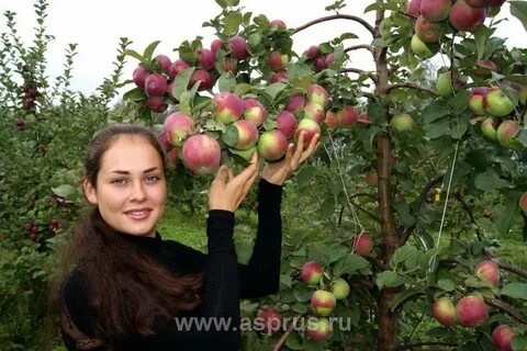 Лучшие яблони для подмосковья