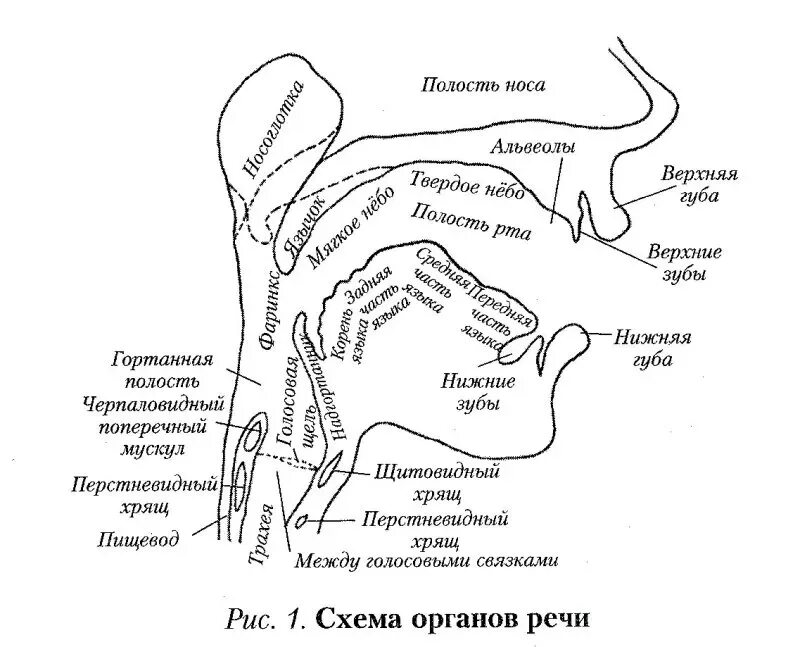 Особенности строения артикуляционного аппарата. Периферический речевой аппарат состоит. строение голосового аппарата схема. структура строения речевого аппарата. строение речевого аппарата филичева.