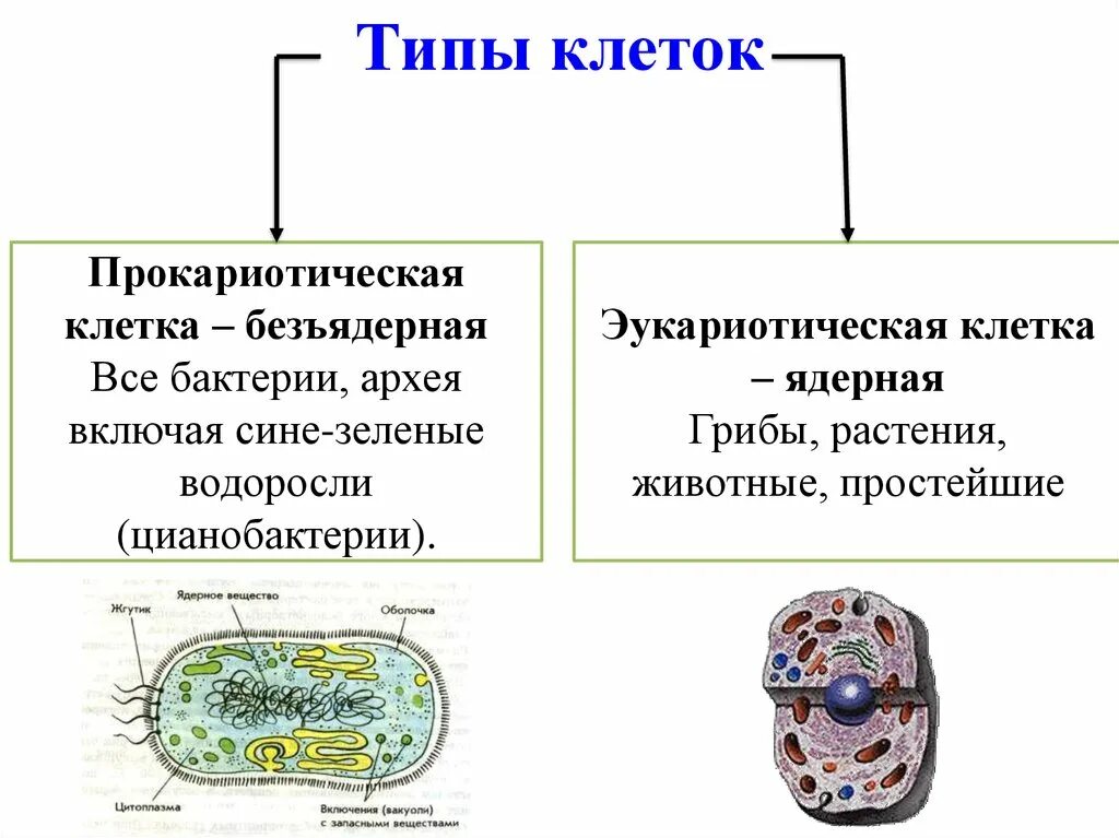 1. Типы клеточной организации эукариот. К микроорганизмам с прокариотическим типом организации клетки. Типы организации растительных клеток. Прокариотическая и эукариотическая клетка.