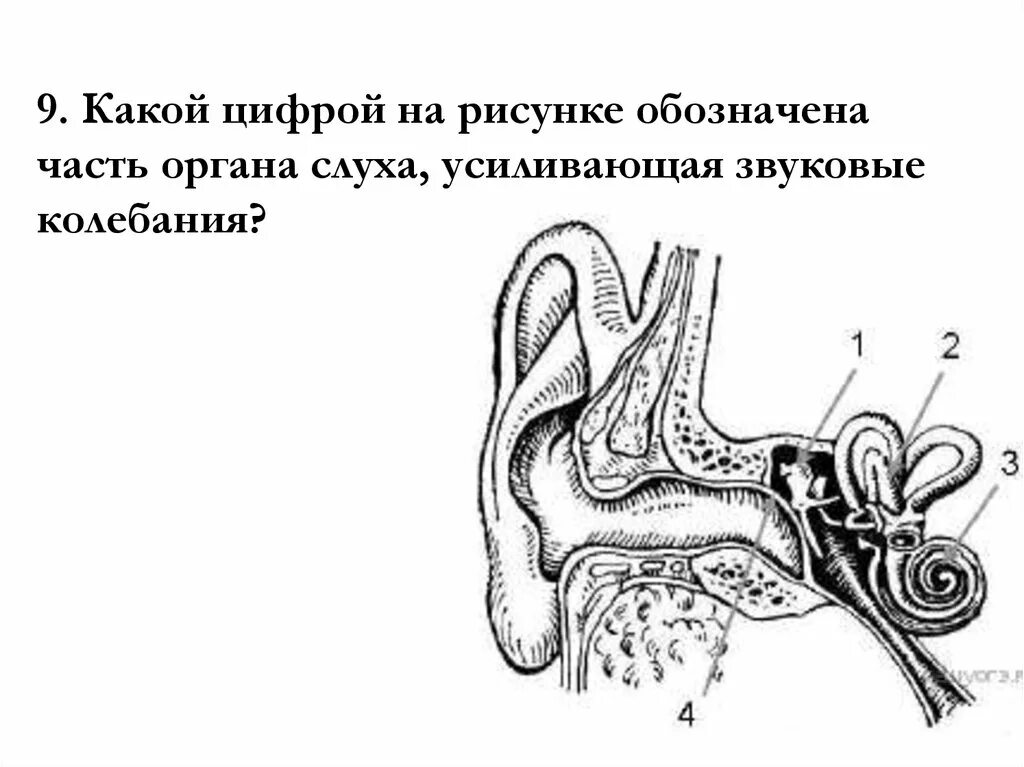 Слуховой анализатор усиливающий звуковые колебания. Часть слухового анализатора усиливающая звуковые колебания. Орган слуха. Какой цифрой на рисунке обозначена часть органа слуха. Орган слуха усиливающий звуковые колебания