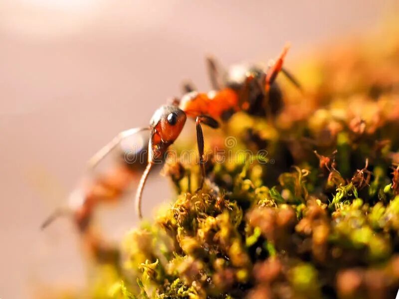 Оранжевые муравьи. Orange ants. Orange ants. Orange ants. Маленькие оранжевые муравьи.