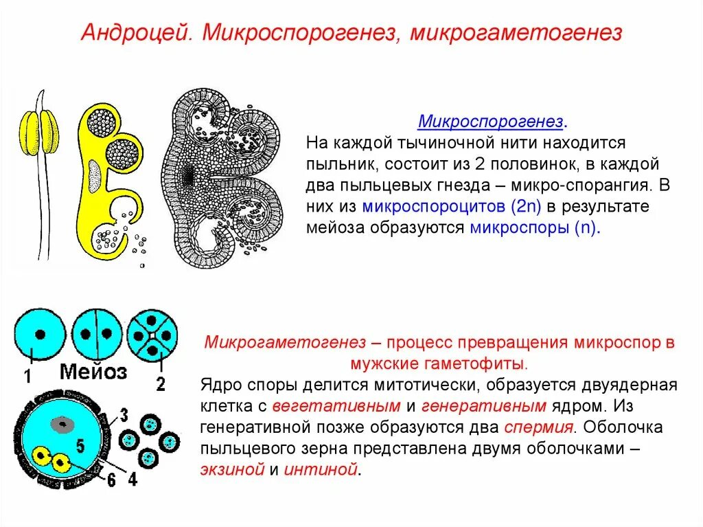 Микроспорогенез и микрогаметогенез. Микроспора образуется из. Строение андроцея. Вегетативное ядро в пыльцевом зерне. Генеративная клетка пыльцевого зерна содержит