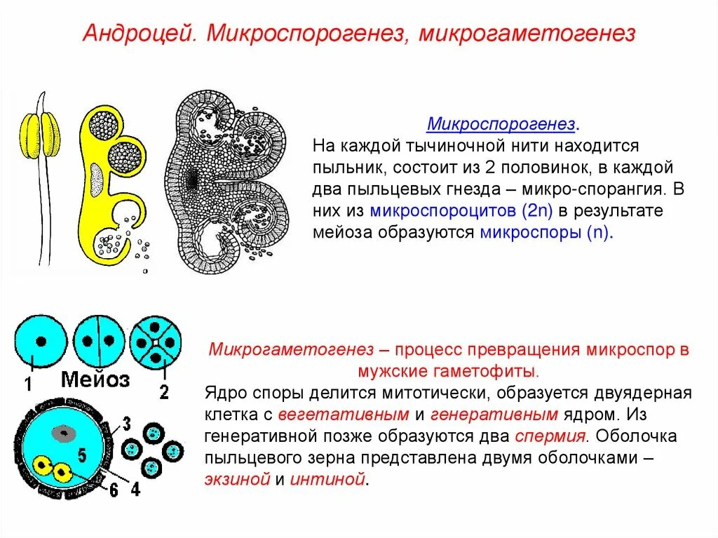 Деление генеративной клетки пыльцевого зерна. Микроспорогенез и микрогаметогенез. Микроспора образуется из. Строение андроцея. Вегетативное ядро в пыльцевом зерне.