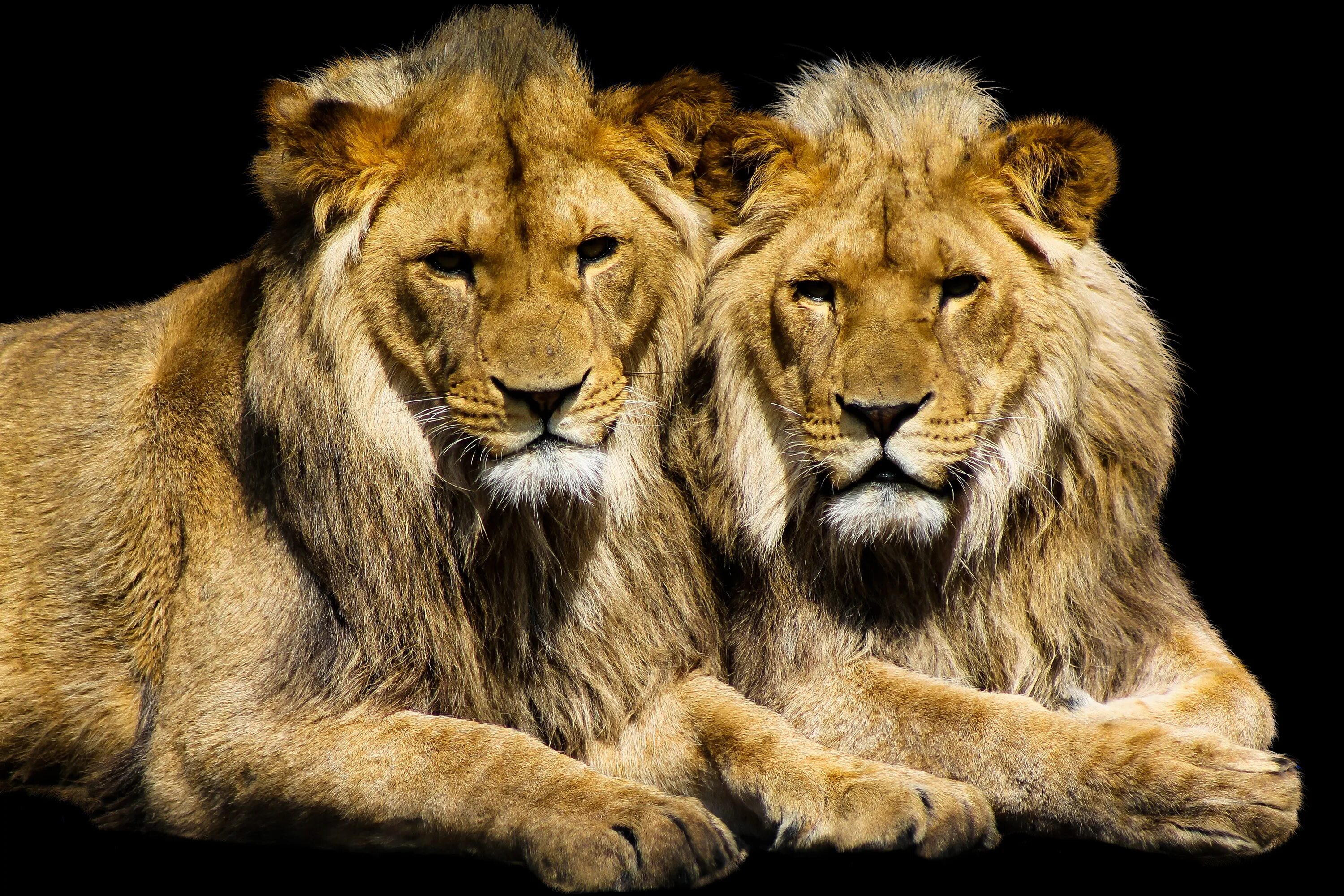Лева 2 часа. Лев картинки. Два Льва. Изображение Льва. Лев обои.